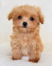 Cargar imagen en el visor de la galería, Isabella Female Teacup Maltipoo