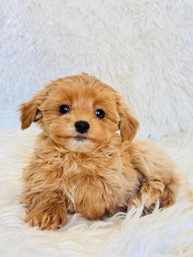 Evelyn Female Toy Maltipoo