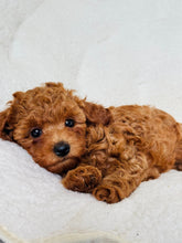Charger l'image dans la galerie, Fern Female Toy/Mini Poodle