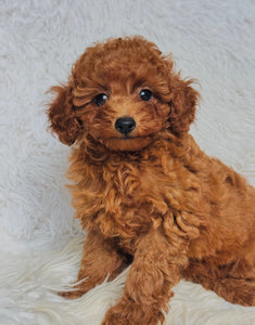 Gina Female Mini Poodle