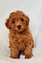 Load image into Gallery viewer, Benny Male Mini Poodle