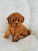 Load image into Gallery viewer, Maple Female Toy Poodle (reserved)