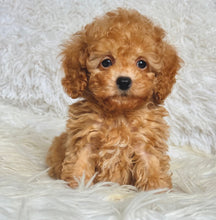Load image into Gallery viewer, Willy Male Toy Poodle