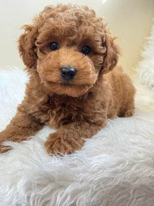 Tala Female Mini Poodle