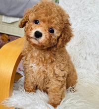 Load image into Gallery viewer, Winston Male Toy Poodle