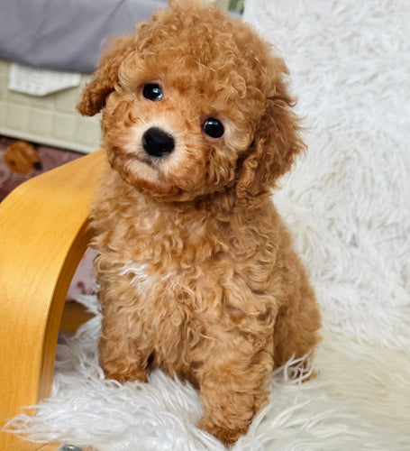 Winston Male Toy Poodle