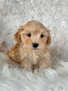 Nagano Male Toy Maltipoo