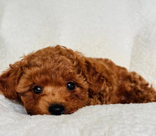 Load image into Gallery viewer, Danny Male Mini Poodle