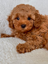 Charger l'image dans la galerie, Alex Male Toy/Mini Poodle