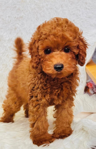 Charlie Male Mini Poodle