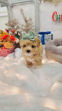 Load image into Gallery viewer, Boots Male Toy Maltipoo