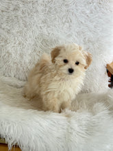 Load image into Gallery viewer, Homer Male Toy Maltipoo