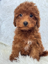 Load image into Gallery viewer, Appi Male Toy/Mini Poodle