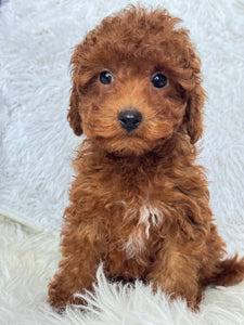 Appi Male Toy/Mini Poodle