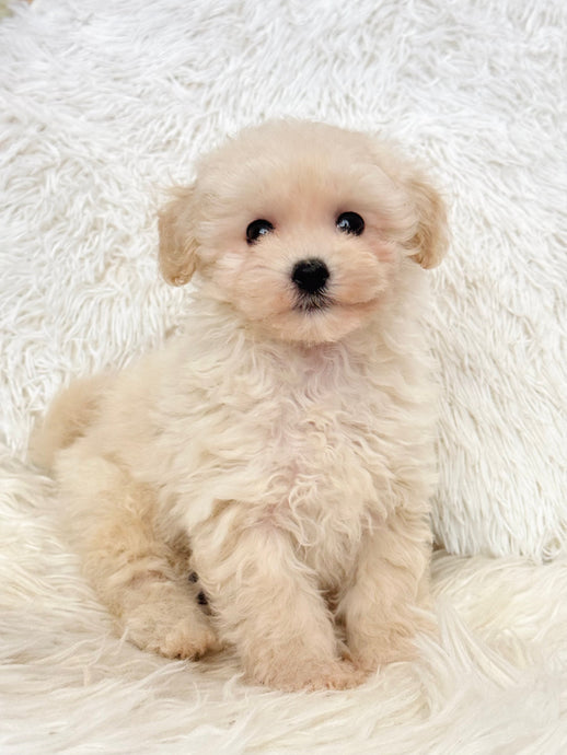 Harry Male Toy Maltipoo