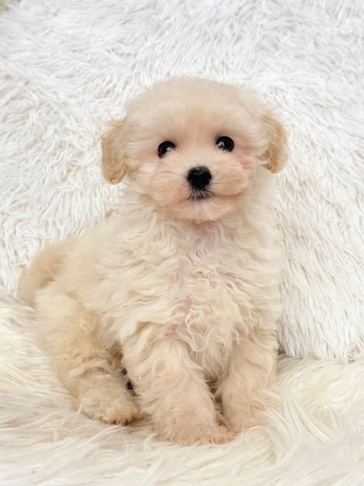 Harry Male Toy Maltipoo