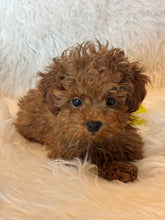 Load image into Gallery viewer, Nana Female Toy/Mini Poodle