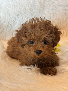 Nana Female Toy/Mini Poodle