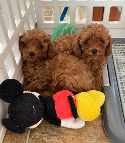 Faith & Hope Female Tiny Toy Poodles