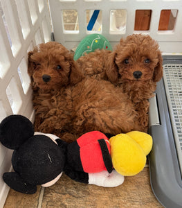 Faith & Hope Female Tiny Toy Poodles