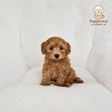 Load image into Gallery viewer, Hachi Male Toy Maltipoo