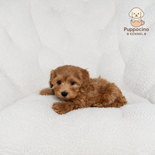 Load image into Gallery viewer, Hachi Male Toy Maltipoo