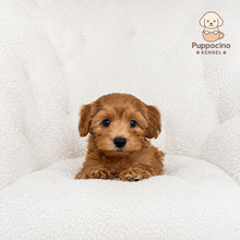 Load image into Gallery viewer, Hachi Male Toy Maltipoo