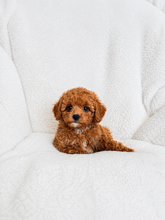 Cargar imagen en el visor de la galería, Hiro Male Toy Maltipoo