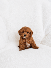 Cargar imagen en el visor de la galería, Hiro Male Toy Maltipoo