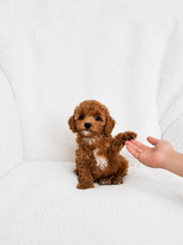 Cargar imagen en el visor de la galería, Hiro Male Toy Maltipoo