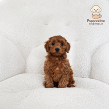 Charger l'image dans la galerie, Hoshi Male Toy Maltipoo