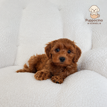 Charger l'image dans la galerie, Hoshi Male Toy Maltipoo