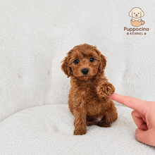 Charger l'image dans la galerie, Hoshi Male Toy Maltipoo