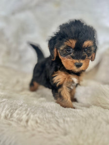 Darcy Female Toy Yorkipoo