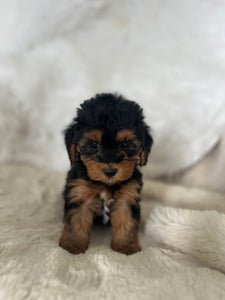 Darcy Female Toy Yorkipoo