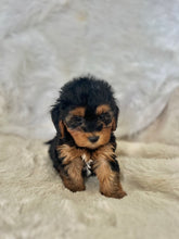 Load image into Gallery viewer, Darcy Female Toy Yorkipoo