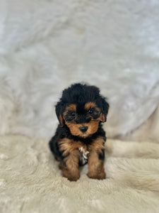 Darcy Female Toy Yorkipoo