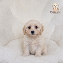 Load image into Gallery viewer, Kiri Female Toy Maltipoo