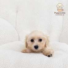 Load image into Gallery viewer, Kiri Female Toy Maltipoo