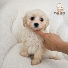 Load image into Gallery viewer, Kiri Female Toy Maltipoo