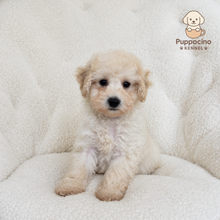 Load image into Gallery viewer, Kyro Male Toy Maltipoo