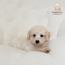 Load image into Gallery viewer, Kyro Male Toy Maltipoo
