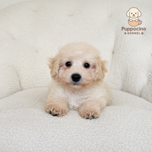 Load image into Gallery viewer, Kyro Male Toy Maltipoo