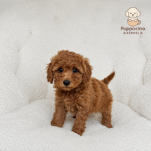 Cargar imagen en el visor de la galería, Harmony Female Mini Poodle