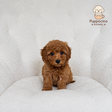 Cargar imagen en el visor de la galería, Harmony Female Mini Poodle