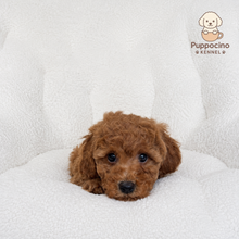 Cargar imagen en el visor de la galería, Harmony Female Mini Poodle