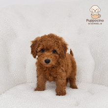 Cargar imagen en el visor de la galería, Liberty Female Mini Poodle
