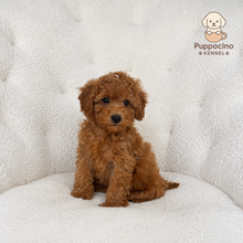 Cargar imagen en el visor de la galería, Liberty Female Mini Poodle