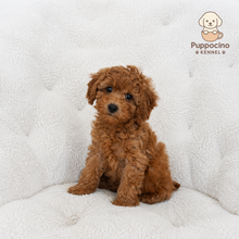Cargar imagen en el visor de la galería, Liberty Female Mini Poodle