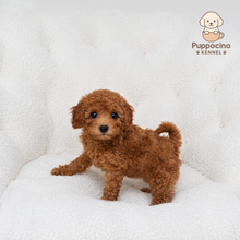 Cargar imagen en el visor de la galería, Serenity Female Mini Poodle